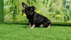 French Bulldog Adolescent Puppy for sale